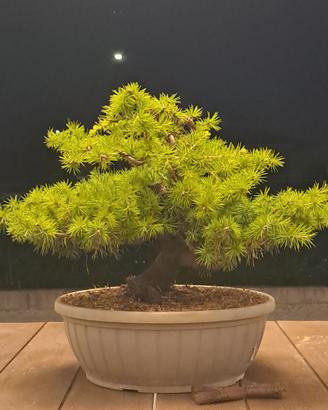 PreBonsai pino australiano