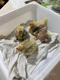 Pappagalli Calopsite allevati a mano