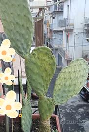 fichi d'india 