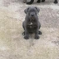 Cuccioli di Cane Corso