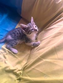 Gattini