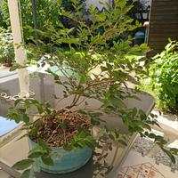 Prebonsai di ligustro