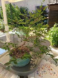 Prebonsai di ligustro