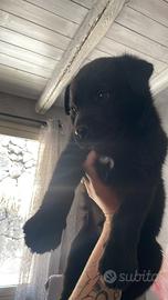Cucciolo nato il 16 giugno