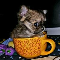 Chihuahua cuccioli pelo lungo