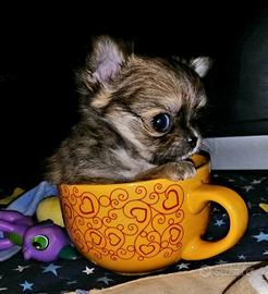 Chihuahua cuccioli pelo lungo