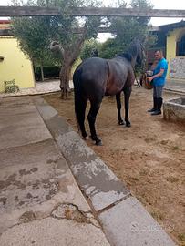 Cavalla A.A.S