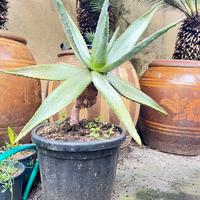 Aloe marlothii adulta
