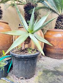 Aloe marlothii adulta