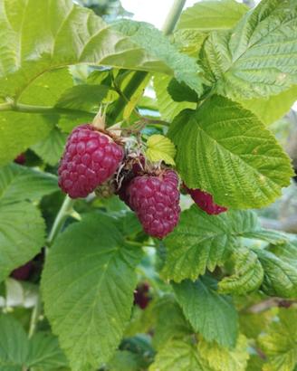 Piante GRANDI Lamponi in produzione - 2,5 euro/cad