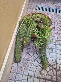 Cactus Stenocereus eruca