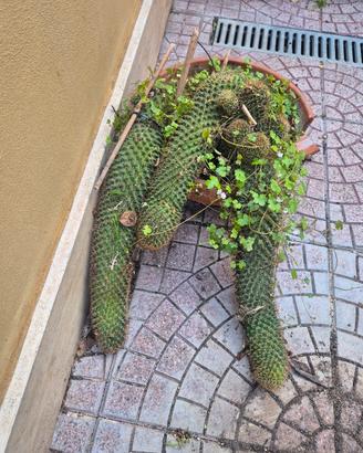 Cactus Stenocereus eruca