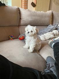 Maltesi di taglia piccola