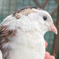 Quaglie Celadon
