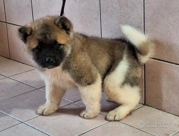 Cuccioli akita americano