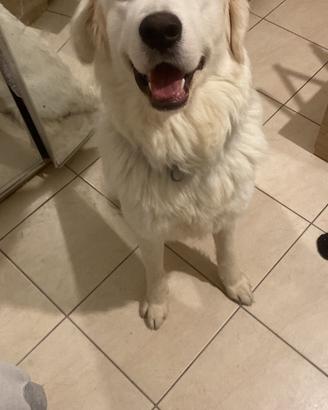 Cuccioli nati il 19/12/2025