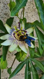 Semi Passiflora Caerulea 