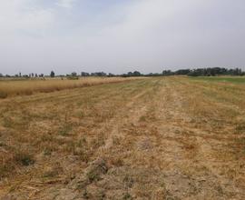 Terreno agricolo ottimo per foraggi