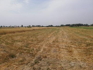 Terreno agricolo ottimo per foraggi