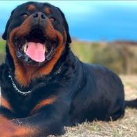 Cuccioli Rottweiler