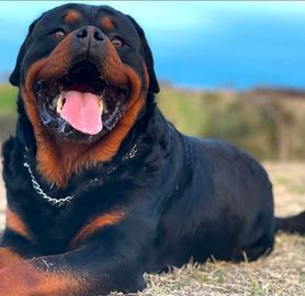 Cuccioli Rottweiler