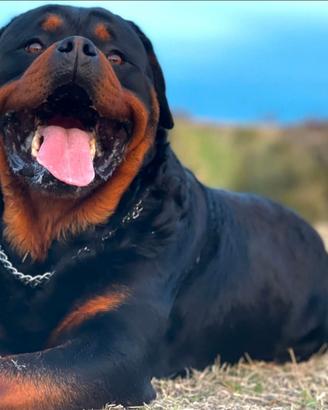 Ultimo cucciolo Rottweiler