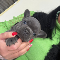 Bulldog francese blu occhi blu