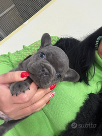 Bulldog francese blu occhi blu