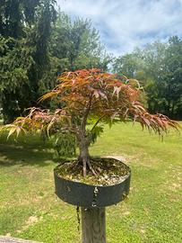 Bonsai