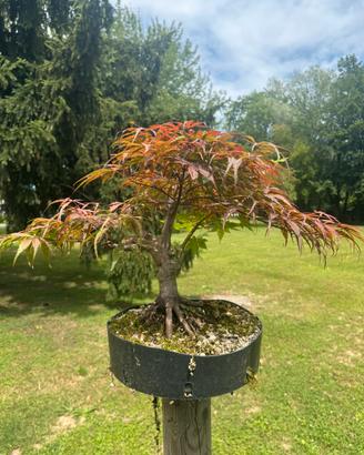 Bonsai