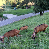 Capre camosciate delle alpi