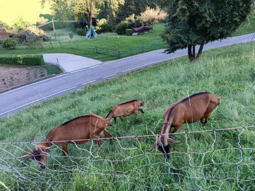 Capre camosciate delle alpi