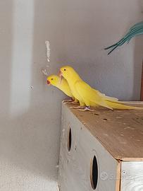 Parrocchetto dal collare