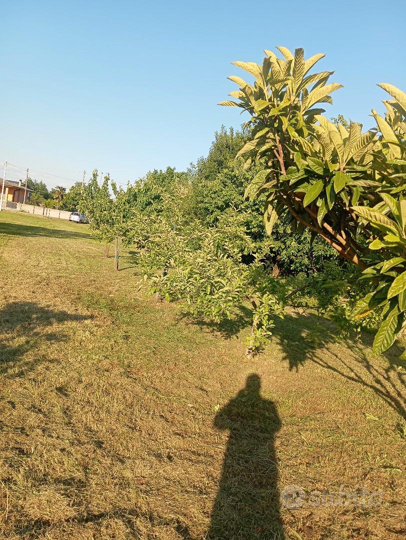 terreno edificabile ed agricolo - Vista 5