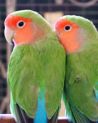 Animali ciccio