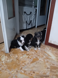 Cuccioli pastori australiani