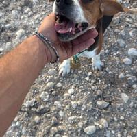 Beagle da caccia per monta