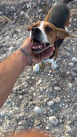 Beagle da caccia per monta