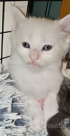 Splendidi Maine Coon White