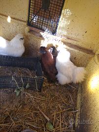 Galline moroseta ed altro