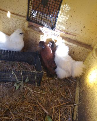 Galline moroseta ed altro