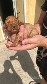 Cuccioli di cocker spaniel fulvi e neri
