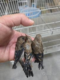 Cardellini mayor, tschusi e negriti della Bolivia