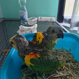 Pappagalli.Amazzoni xantopteri