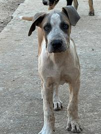 Cucciolo 3 mesi alano