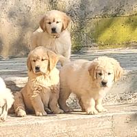 Cuccioli Golden Retriever