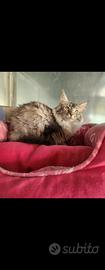 Gatti maine coon