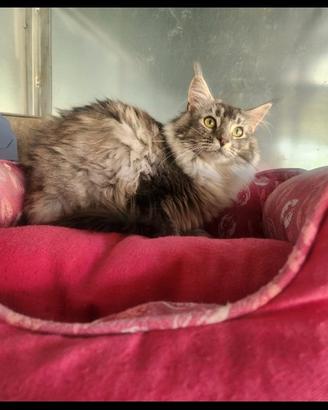 Gatti maine coon