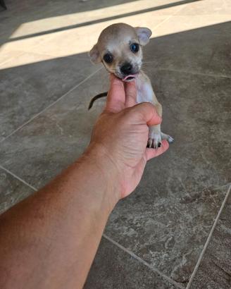 Chihuahua mini da Allevamento