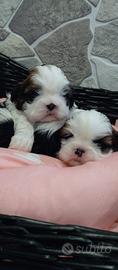 Shih Tzu